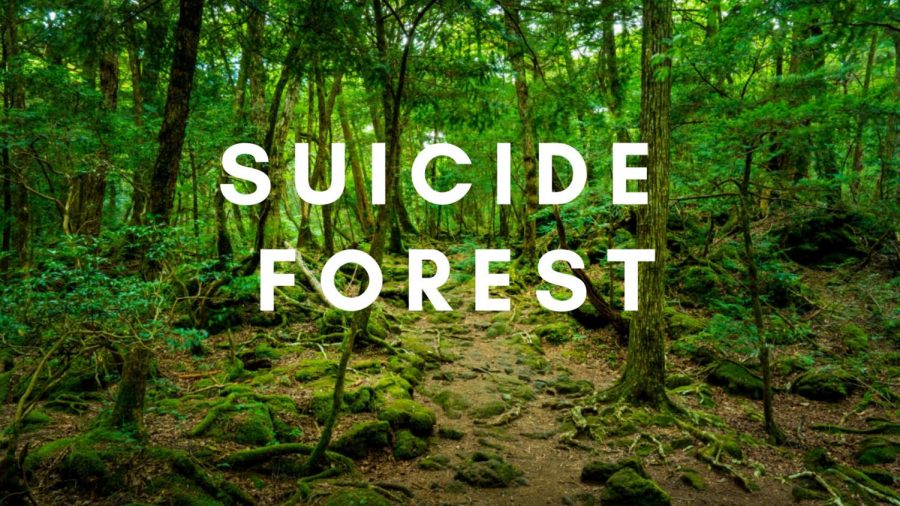 Suicide Forest