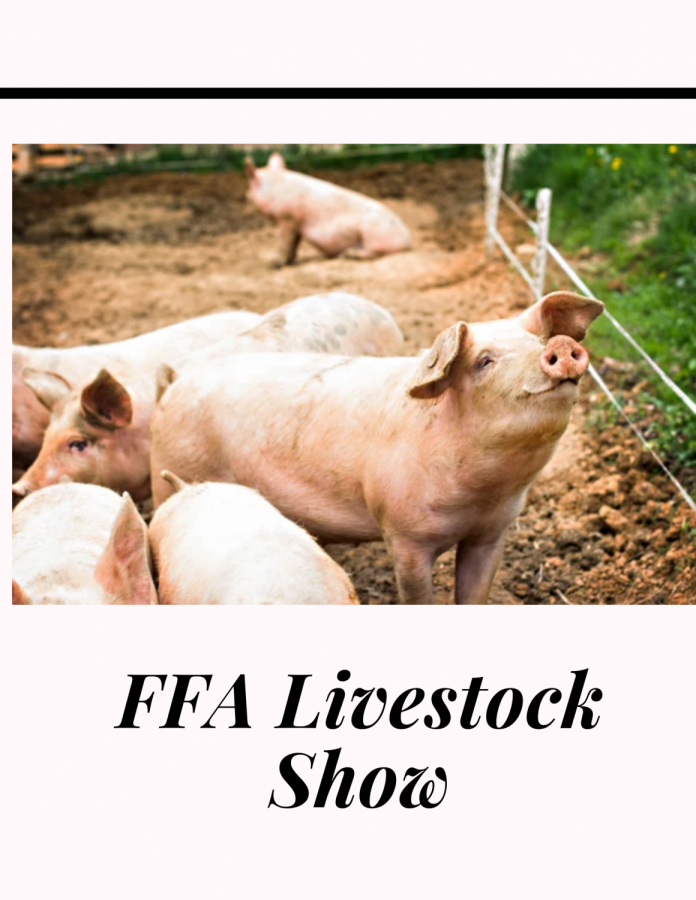 FFA Livestock show